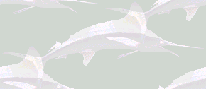 black and white marlin