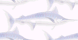 blue marlin background