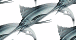 white marlin background