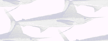 white marlin