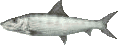 bone fish