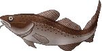 cod