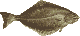 halibut 749 bytes