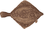 halibut