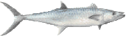 mackerel