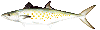 mackerel
