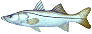 snook
