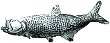 tarpon