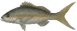 yellowtail snapper