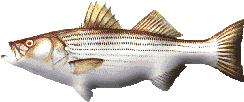 striper graphic