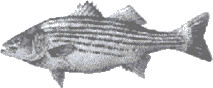 striper graphic
