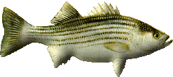 striper