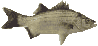 striped bass