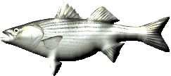striped bass