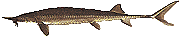 sturgeon