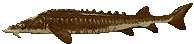 sturgeon gifs