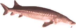 sturgeon atlantic