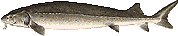 sturgeon picture