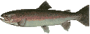 steelhead