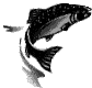 trout turn