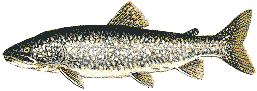 lake trout