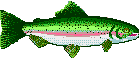 rainbow trout