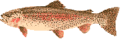 nice trout