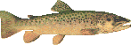 stream run trout