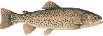 rainbow trout