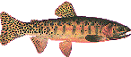 cutthroat trout
