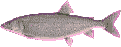trout