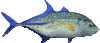 tuna