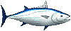 skipjack