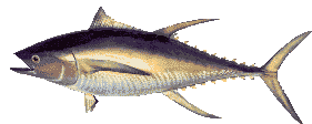 tuna graphic gif