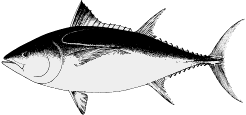 more tuna graphics
