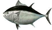 tuna