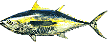 tuna graphic