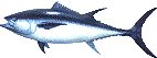 tuna picture