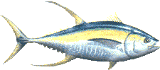yelloowfin tuna