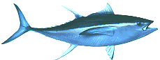 tuna graphics
