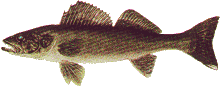 pikerel