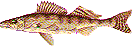 walleye