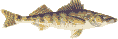 walleye clipart