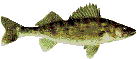 another walleye