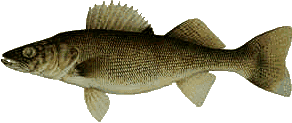 walleye graphics