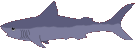 shark