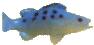 fish in