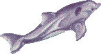 dolphin graphic