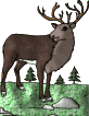 small elk graphic