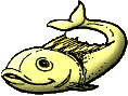 gold fish